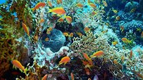 Red Sea Diving Trip from Hurghada: Beginner to Advanced Divers