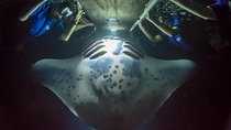 Night Manta Ray Experience