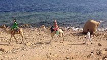 Snorkel At Blue Hole, White Canyon Safari & Camel Safari From Sharm El Sheikh