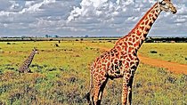Nairobi National Park and Giraffe Center Tour