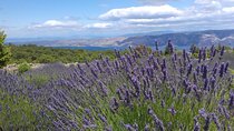 Hvar Lavender Tour