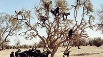 Goats on the Tree Trip in Agadir