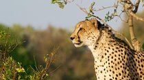 4 days Kruger Park Big 5 Safari and Awesome Panorama Route