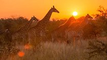 4-day Soweto & Pretoria, Lion Park, Magalies/Pilanesberg Safari