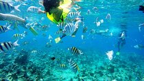 Puerto Plata Shore Excursion, Snorkeling tour & Sosua Beach Day