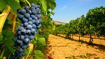 Half Day Great Vineyard Tour from Avignon