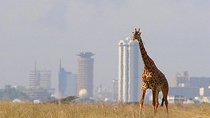 Day Tour Nairobi National Park