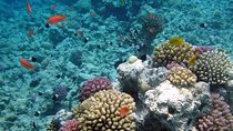 Giftun Island Budget Snorkeling Trip from Hurghada
