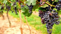 San Francisco Shore Excursion: Napa & Sonoma Full-Day Wine Tour