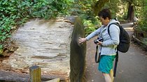 Shore Excursion: Guided Tour to Muir Woods from San Francisco