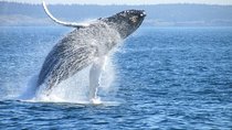 Whale Route Full Day Tour in Cape Town