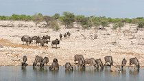 3 Days Etosha National Park Camping
