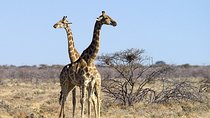 4 Day Etosha National Park and Swakopmund Camping