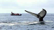 Among Whales Dolphins and Volcanoes Full Day Tour With Lunch