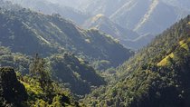 Jamaica Blue Mountain Guided Nature Tour