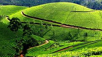 Private Day Trip to Munnar from Kochi (Cochin)