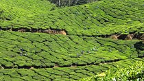 Best of Kerala 7 Days Private Tour from Cochin with Munnar ,Thekkady & Houseboat