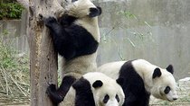 Private Chengdu Day Tour: Giant Pandas and Jinsha Site Museum