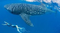 Whaleshark Snorkeling Adventure