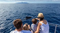 Whales & Dolphins watching in exclusive sailboat