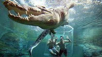 The Best of Cape 3-Days Attraction:Crocodile Cage &Cape Peninsula & Wine Tasting