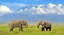 2 Days Amboseli Safari with a Landcruiser(budget or luxury rooms)