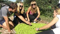 Private Tour: Olive Picking in Solta Island with Lunch