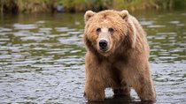 LiBEARty Brown Bear Sanctuary and The Real Dracula Tour