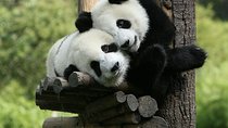 One-Day Private Panda Tour Of Chengdu
