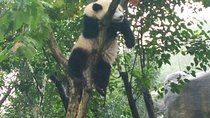 Private Customizable Panda Trip in Chengdu