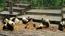 Half Day Morning Trip of Chengdu Giant Pandas