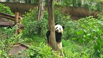Customizeable Chengdu Private Tour of Panda Base and City Sightseeing