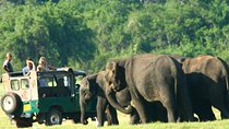 Minneriya National Park Private Jeep Safari from Habarana