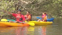 Mangroves Magic Goa Kayaking Experience