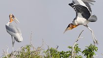Bird Watching at Tonle Sap’s Inundated Forest
