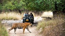 4 Days Jaipur, Ranthambore, Agra Tour including Safari & Hotels
