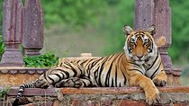 Ranthambore Wildlife Safari Tour From Jaipur Including Transfers