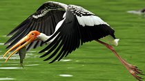 Guided Keoladeo Bird National Park Tour in Bharatpur from Jaipur