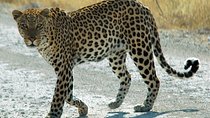 Exclusive Safari at Jhalana Leopard Park Including Transfers