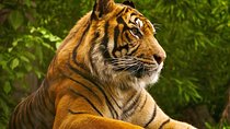2 Days: Ranthambore Tiger Safari From Jaipur With Hotel & Safari