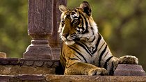 2 Days: Ranthambore Tiger Safari From Jaipur With Drop At Agra
