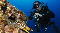 Guided Boat Dives for Certified Divers