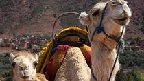 Private Camel Ride in High Atlas Mountains from Marrakech