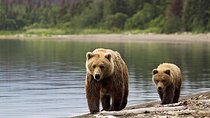 Bear Watching in Transylvania 2-Day Tour