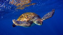 Snorkeling Tour with Sea Turtles and Stingrays