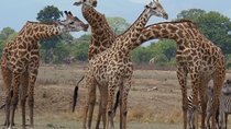 3 Days - Game Viewing Safari in Nyerere National Park
