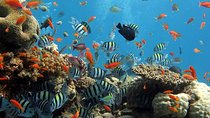 A wonderful Day To Hurghada Red Sea Snorkeling from Luxor