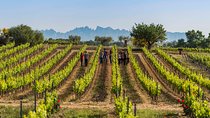 Winery Tour with Private Luxury Vehicle from Barcelona with Hotel pick up