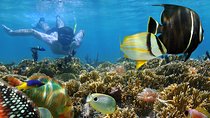 Dolphin Full Day Snorkeling Tour From Hurghada