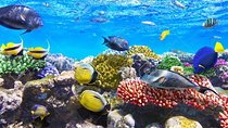 Snorkeling and recreational trip toSharm El Naga Bay from Hurghada